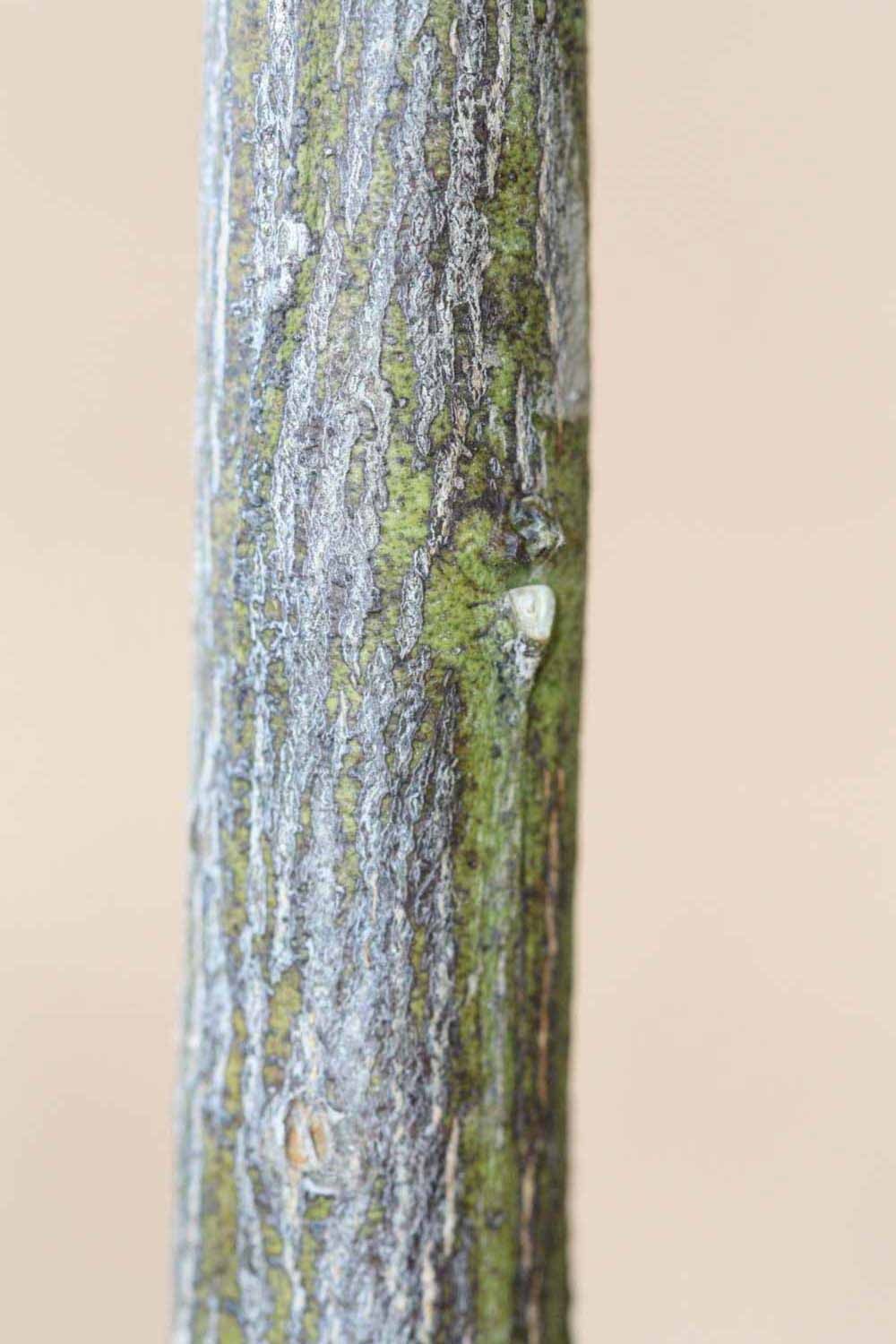              Second - third year twig (Riverside, CA)       